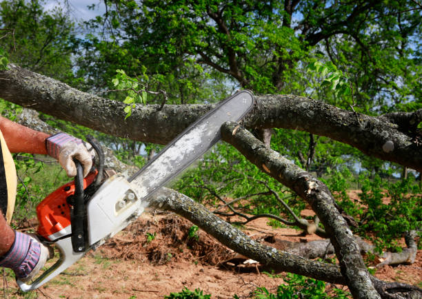 Leaf Removal in Dothan, AL